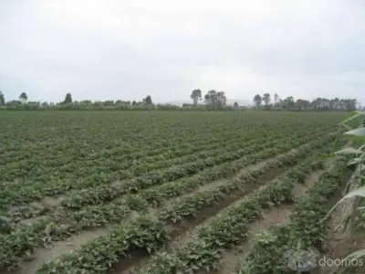 OCACION SE VENDE TERRENO AGRICOLA DE PRIMERA