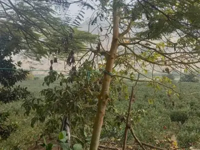 TERRENO CALANGO