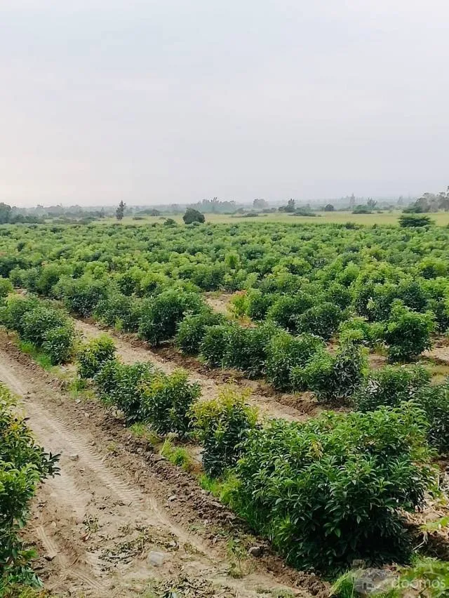 VENTA DE TERRENO AGRICOLA CON PALTA - 1