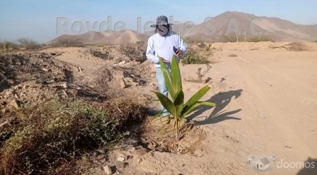 VENDO TERRENO AGRÍCOLA DE 635 Has ( 12,200 m2 ) - 8