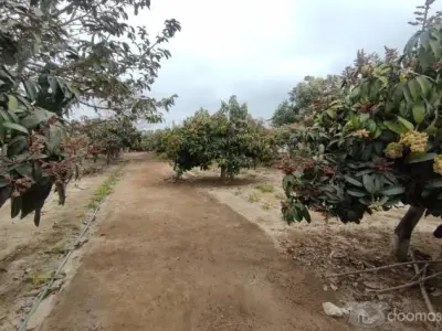 Terreno en fundo "La Providencia"