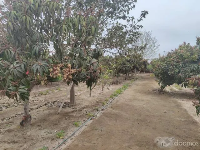 Terreno en fundo "La Providencia" — foto 2