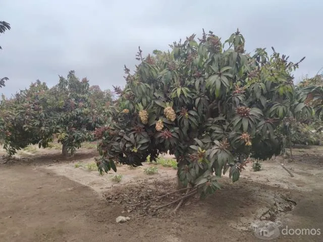 Terreno en fundo "La Providencia" — foto 3