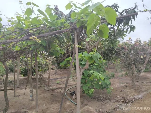 Terreno en fundo "La Providencia" — foto 4