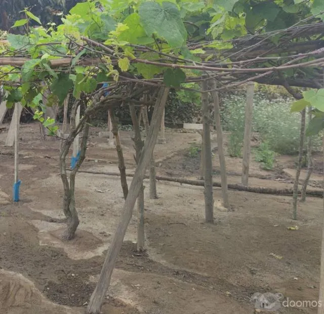 Terreno en fundo "La Providencia" — foto 5