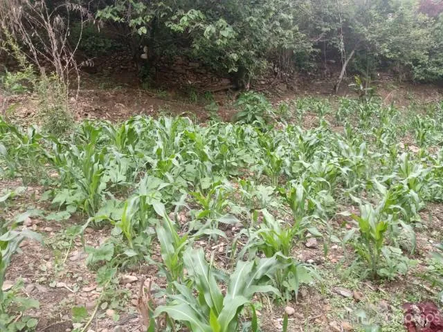 VENTA DE TERRENO CON TITULO DE PROPIEDAD CON PAPELES EN REGLA - 6