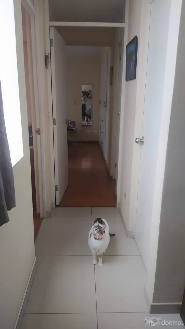 Alquilo hermoso departamento en Pueblo Libre — foto 8