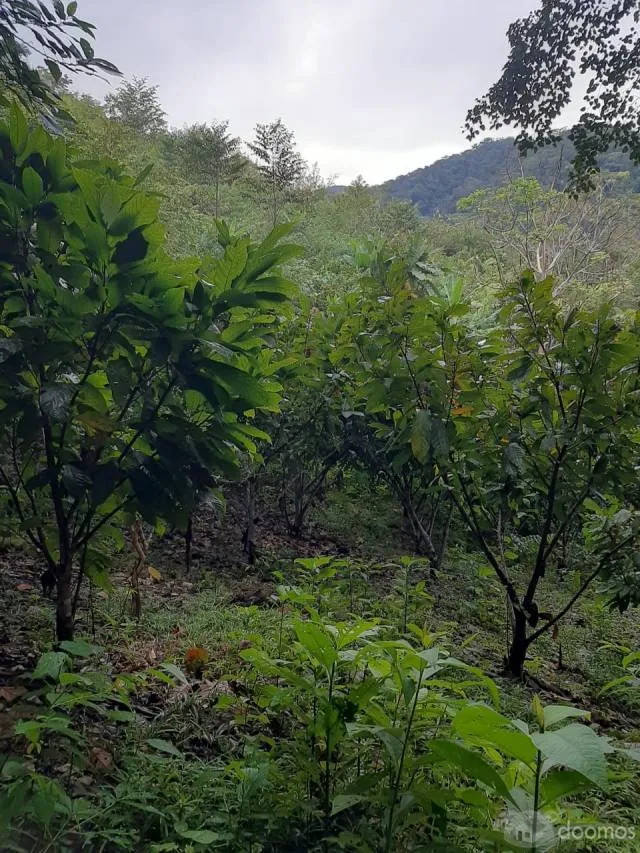 VENTA DE TERRENO AGRICOLA - SAN PEDRO DE CUMBAZA - TARAPOTO - 2