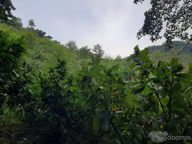 VENTA DE TERRENO AGRICOLA - SAN PEDRO DE CUMBAZA - TARAPOTO - 3