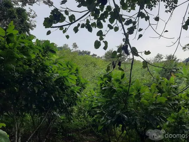 VENTA DE TERRENO AGRICOLA - SAN PEDRO DE CUMBAZA - TARAPOTO - 4
