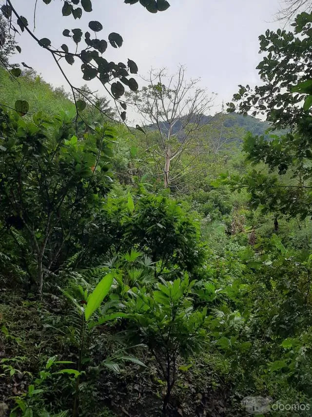 VENTA DE TERRENO AGRICOLA - SAN PEDRO DE CUMBAZA - TARAPOTO - 5