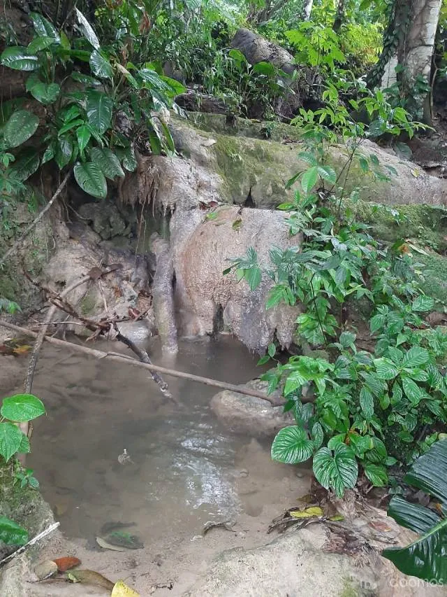 VENTA DE TERRENO AGRICOLA - SAN PEDRO DE CUMBAZA - TARAPOTO - 6