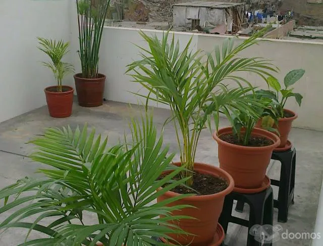 Alquiler Departamento San Martín de Porres — foto 3