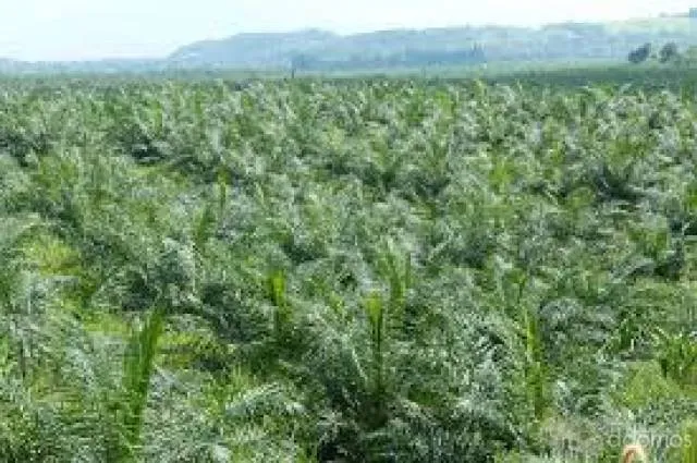 VENDO 15 HECTAREAS DE PALMA AFRICANA - 1