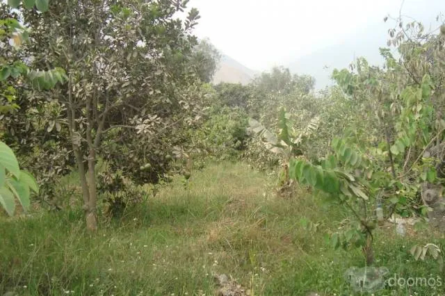 Venta de terreno lleno de cultivos frutales y vegetales; para casa de campo o agricultura - 6