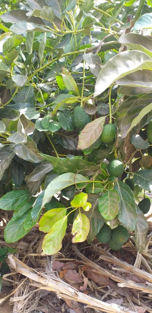 Venta de Terreno Agrícola en Tuman — foto 7
