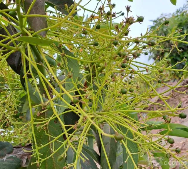 Venta de Terreno Agrícola en Tuman — foto 2