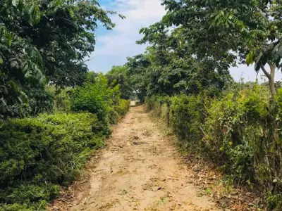 NUEVO PROYECTO->Terreno con plantaciones en HUARAL