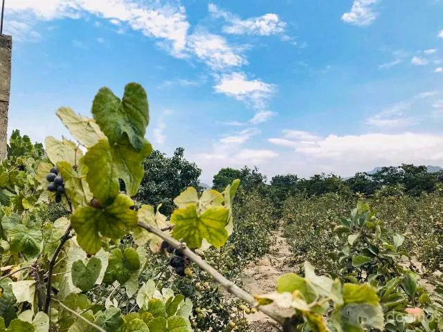 NUEVO PROYECTO->Terreno con plantaciones en HUARAL — foto 3