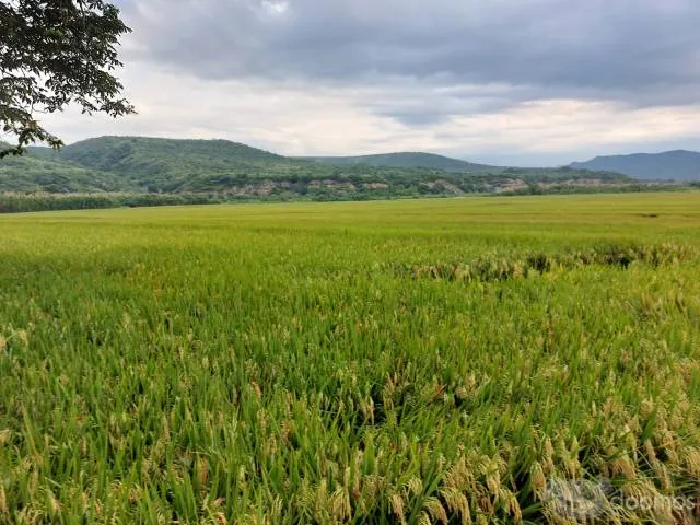 Fundo Agrícola Jaén, Cajamarca 105 ha - 3