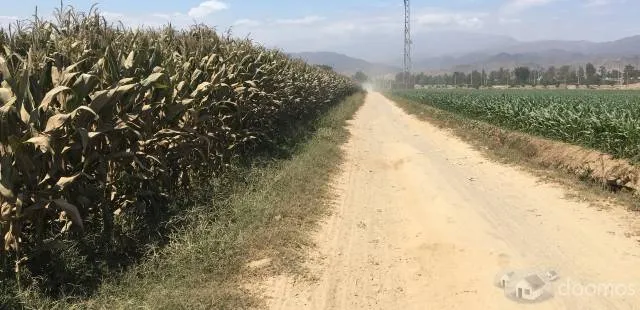 FRUCTÍFERA PARCELA 4 HAS. EN CAÑETE! - 2