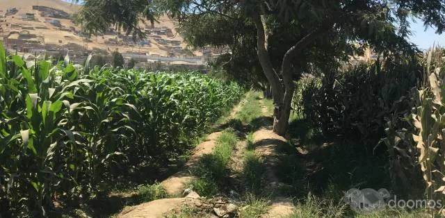 FRUCTÍFERA PARCELA 4 HAS. EN CAÑETE! - 3
