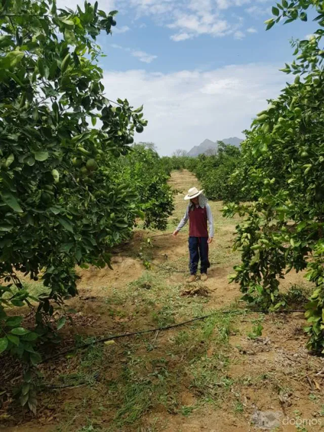 TERRENO AGRICOLA 28 (VENTIOCHO) HECTAREAS EN PLANO, (SECTOR HUMEDADES) UBICADO A 15 MIN DE LA PLAZA DE ARMAS DE MOTUPE-LAMBAYEQUE. - 3