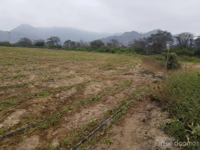 TERRENO AGRICOLA 28 (VENTIOCHO) HECTAREAS EN PLANO, (SECTOR HUMEDADES) UBICADO A 15 MIN DE LA PLAZA DE ARMAS DE MOTUPE-LAMBAYEQUE. - 6