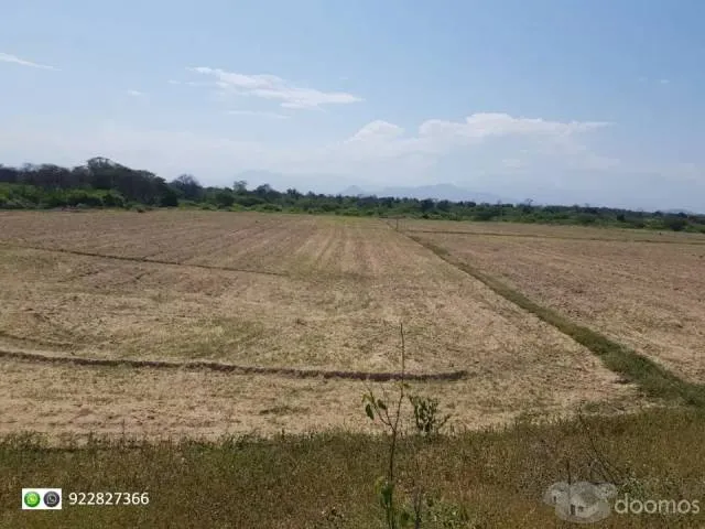 TERRENO AGRICOLA 28 (VENTIOCHO) HECTAREAS EN PLANO, (SECTOR HUMEDADES) UBICADO A 15 MIN DE LA PLAZA DE ARMAS DE MOTUPE-LAMBAYEQUE. - 7