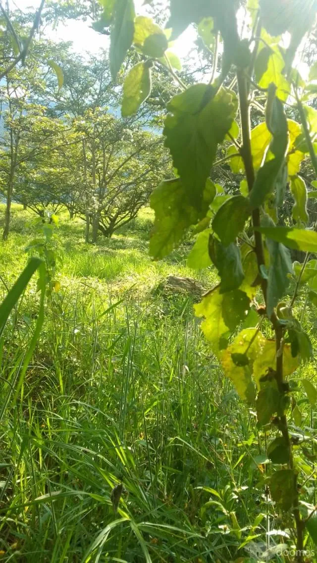 Se vende un terreno ubicado, en el sector molino, al costado de la iglesia evangelica, Junto a la pista principal. Numero de Contacto: 910401756 - 5