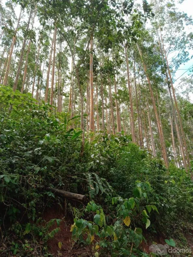 Venta de Terreno Agrícola 32.41 ha en Villa Rica - Oxapampa - 3