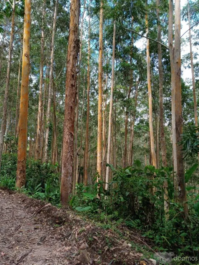 Venta de Terreno Agrícola 32.41 ha en Villa Rica - Oxapampa - 4