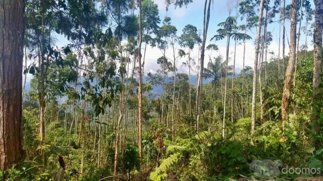 Venta de Terreno Agrícola 32.41 ha en Villa Rica - Oxapampa - 5