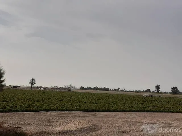 Alquiler de terreno son 12 hectareas - 1