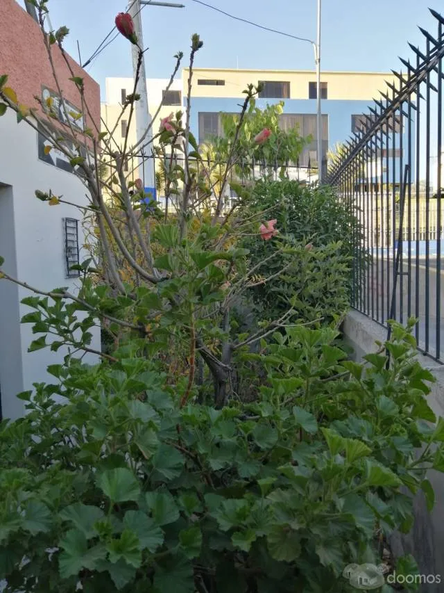 VENDO CASA EN ESQUINA  EN AV. OBRERA Y  CALLE JOSE OLAYA,  FRENTE AL PALACIO MUNICIPAL DE ALTO SELVA  ALEGRE -AREQUIPA  Cel.  989129851 — foto 3