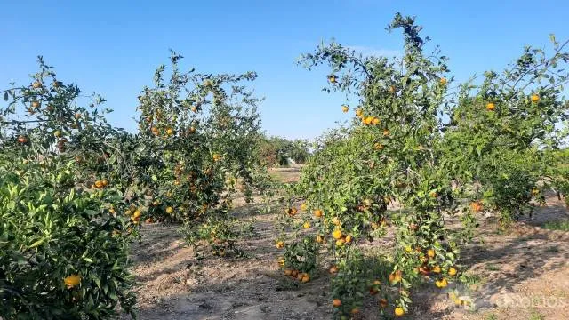 Terreno Con Producción Adulta De Naranja Huando, Único En Tumbes - 2