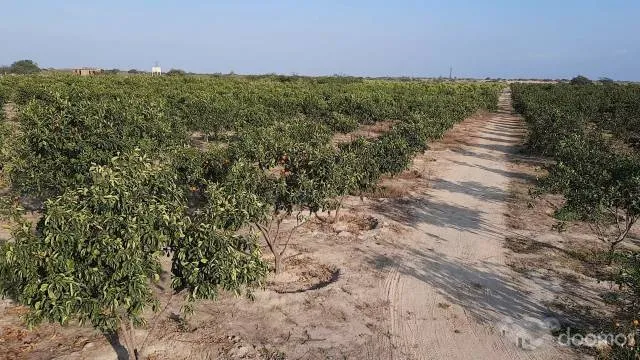 Terreno Con Producción Adulta De Naranja Huando, Único En Tumbes - 3