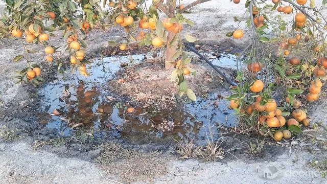 Terreno Con Producción Adulta De Naranja Huando, Único En Tumbes - 4
