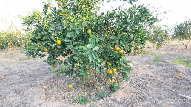Terreno Con Producción Adulta De Naranja Huando, Único En Tumbes - 6