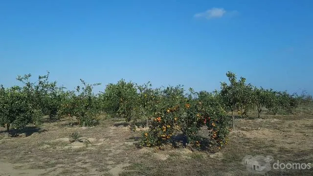 Terreno Con Producción Adulta De Naranja Huando, Único En Tumbes - 7