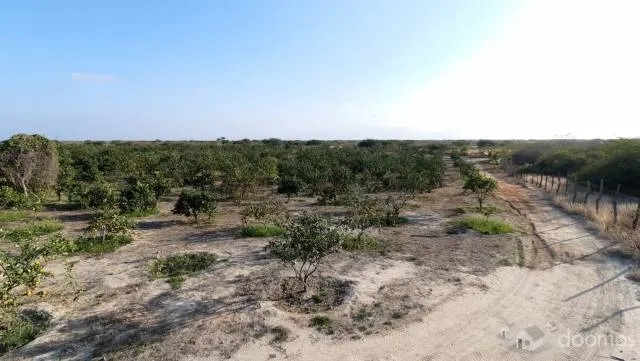 Terreno Con Producción Adulta De Naranja Huando, Único En Tumbes - 8
