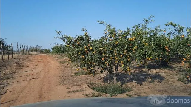 Terreno Con Producción Adulta De Naranja Huando, Único En Tumbes - 9