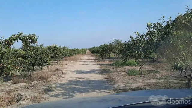 Terreno Con Producción Adulta De Naranja Huando, Único En Tumbes - 10