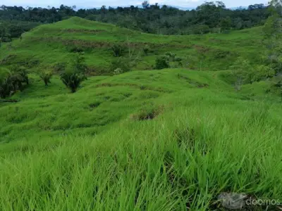TERRENO 30 -  90  - 200 HECTAREAS - UCAYALI