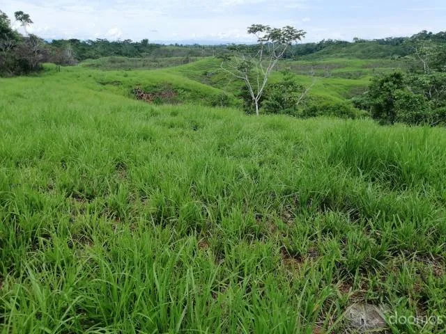 TERRENO 30 -  90  - 200 HECTAREAS - UCAYALI — foto 4