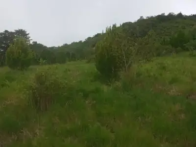 Precioso terreno de 7 ha en Quillazu Oxapampa