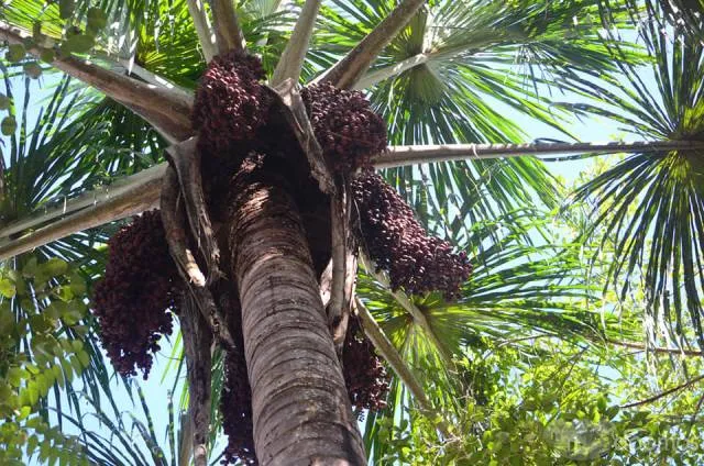 se vende 12 hectares de terreno apto para cualquier tipo de negocio — foto 2