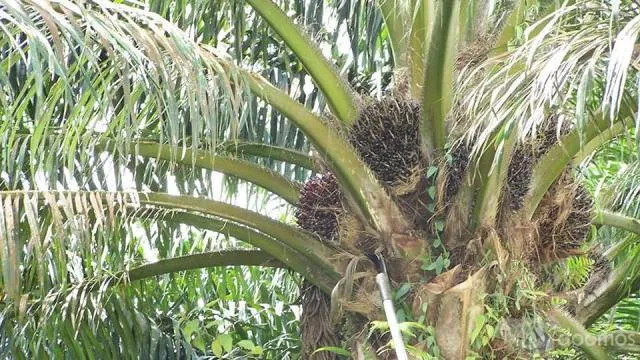 se vende 12 hectares de terreno apto para cualquier tipo de negocio — foto 3