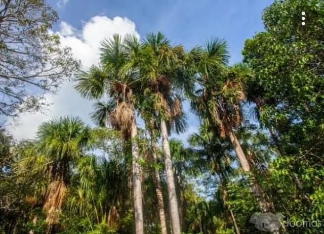se vende 12 hectares de terreno apto para cualquier tipo de negocio — foto 6