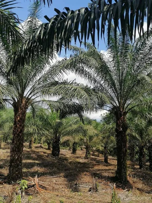 se vende 12 hectares de terreno apto para cualquier tipo de negocio — foto 7